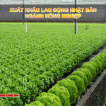 Đơn hàng Nông Nghiệp Nhật Bản